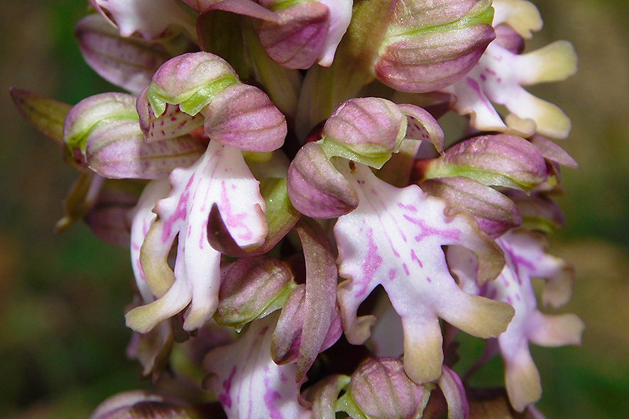 Barlia robertiana, orchidea spontanea.