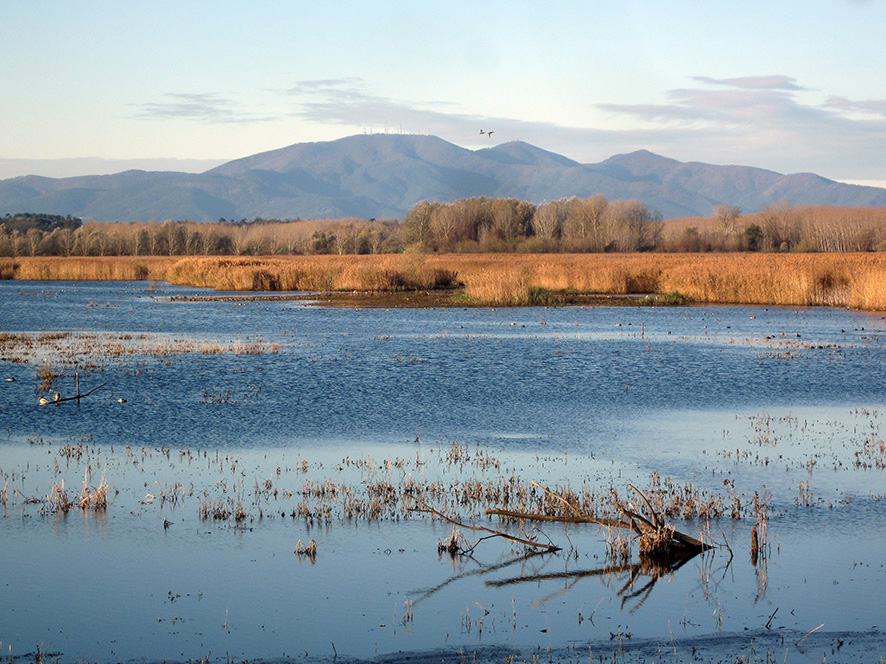 Riserva Naturale del Padule di Fucecchio, area de Le Morette.