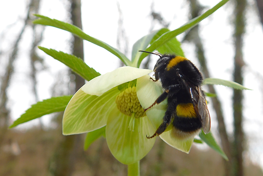 Bombus terrestris su Helleborus viridis