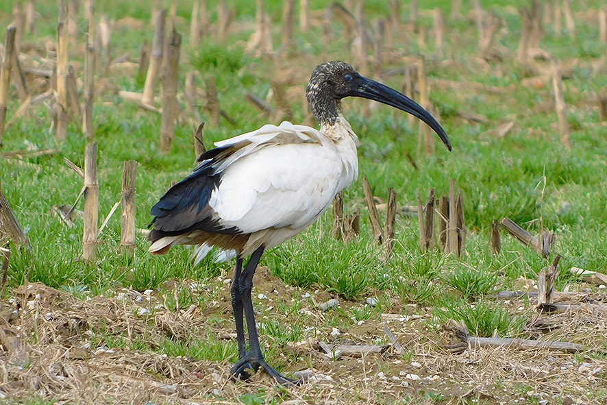 Ibis sacro (foto Enrico Zarri).