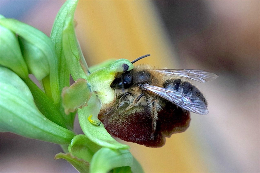 Ophrys e Andrena