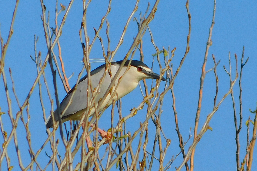 Nitticora (foto Enrico Zarri).