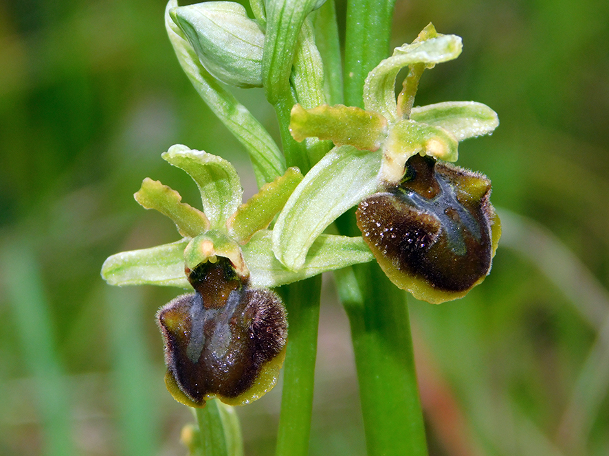 Ophrys sphegodes (foto Enrico Zarri).