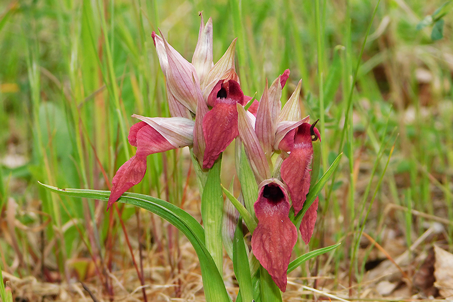 Serapias neglecta (foto Enrico Zarri).