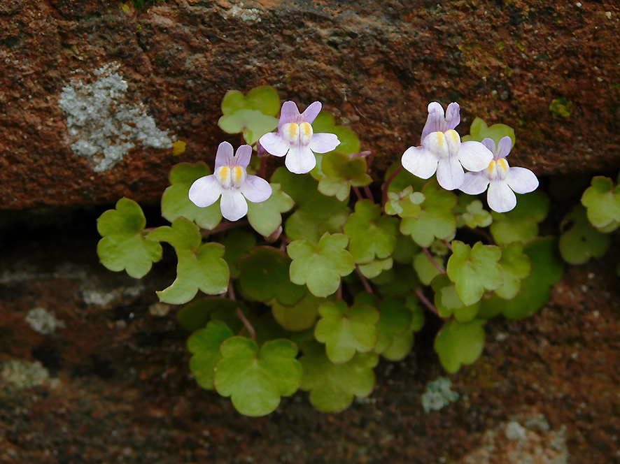 Cymbalaria muralis (foto Enrico Zarri).