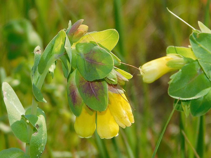 Cerinthe major (foto Enrico Zarri).