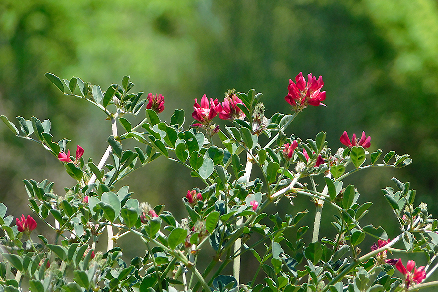 Sulla coronaria (foto Enrico Zarri).