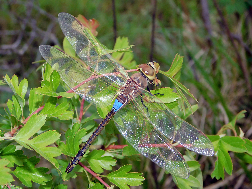 Anax ephippiger (foto Enrico Zarri).