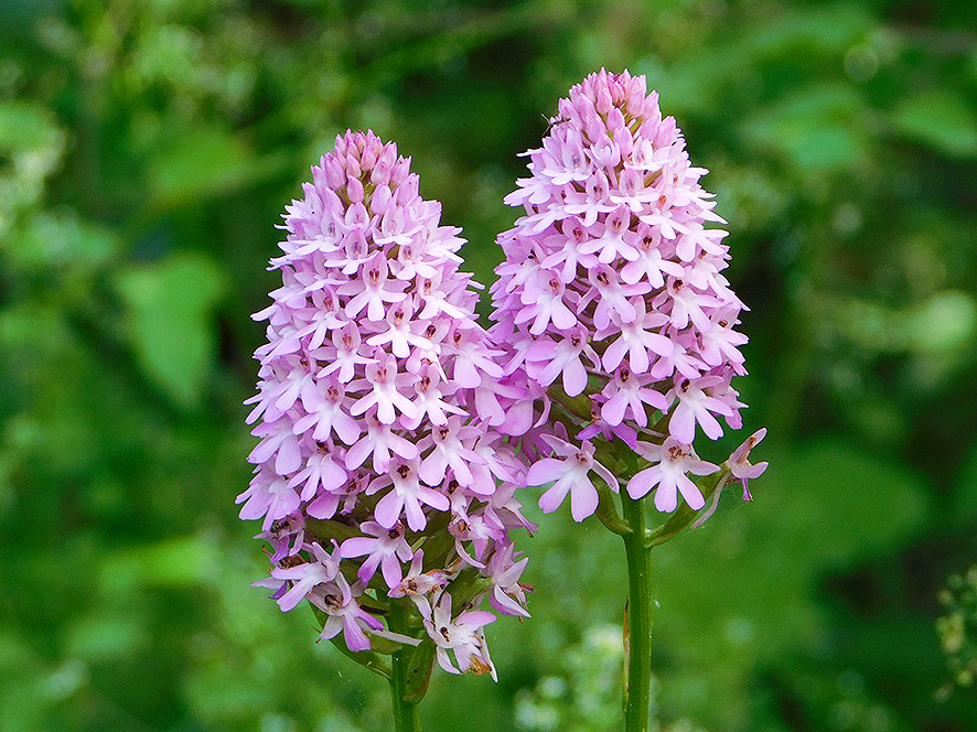 Anacamptis pyramidalis (foto Enrico Zarri).