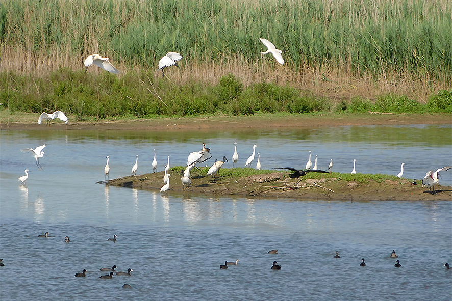 Riserva Naturale Le Morette (foto Enrico Zarri).