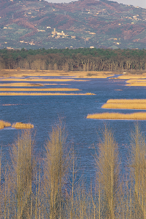 Padule di Fucecchio (foto Alessandro Magrini).