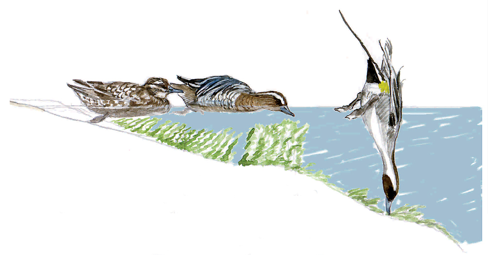 Anatre (disegno di Alessandro Sacchetti).