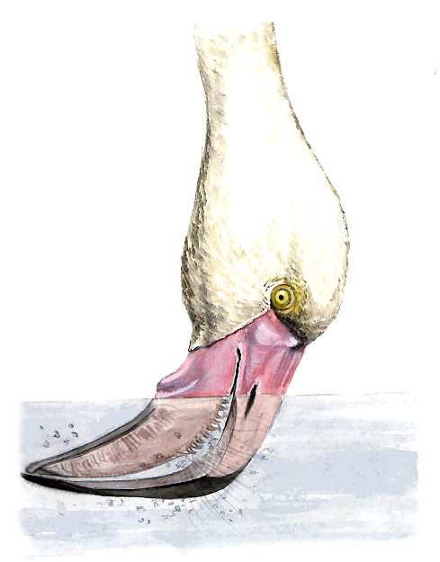 Fenicottero (disegno di Alessandro Sacchetti).