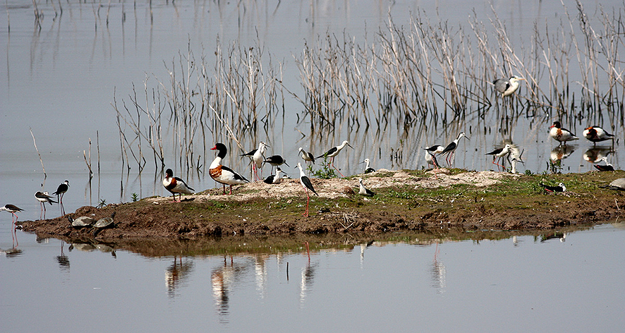 Le Morette, isolotto dei Cavalieri giugno 2019