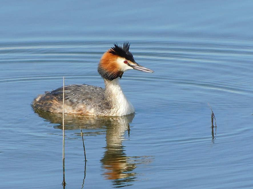 Svasso maggiore (foto Enrico Zarri).