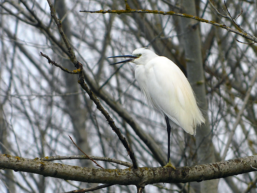 Garzetta (foto Enrico Zarri).