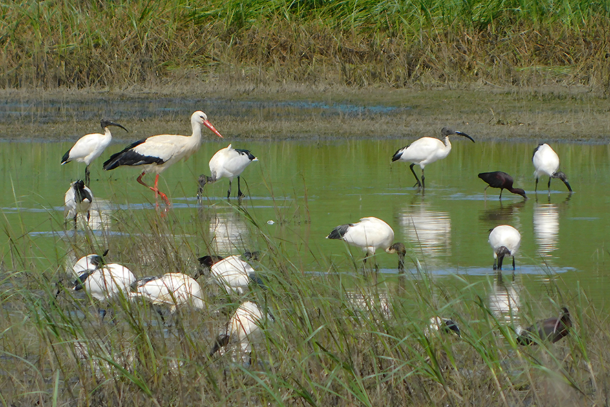 Cicogna bianca e ibis (foto Enrico Zarri).