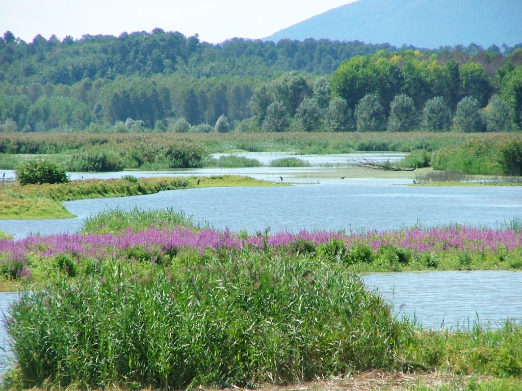 Le Morette, chiari in estate (foto Alessio Bartolini).