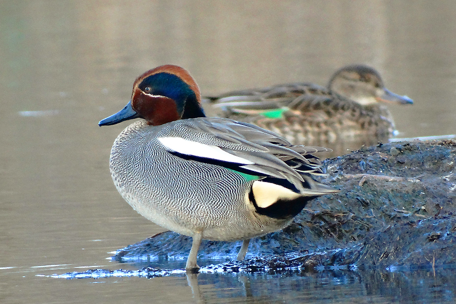 Alzavola (foto Massimo Taddei).