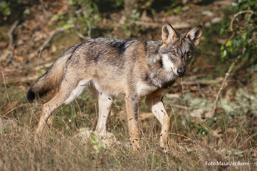 Lupo (foto Maurizio Berni).